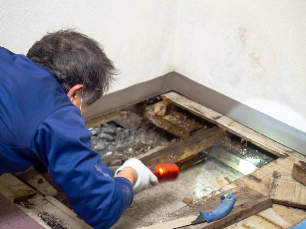 Best White Mold Remediation in Santa Clara, NM