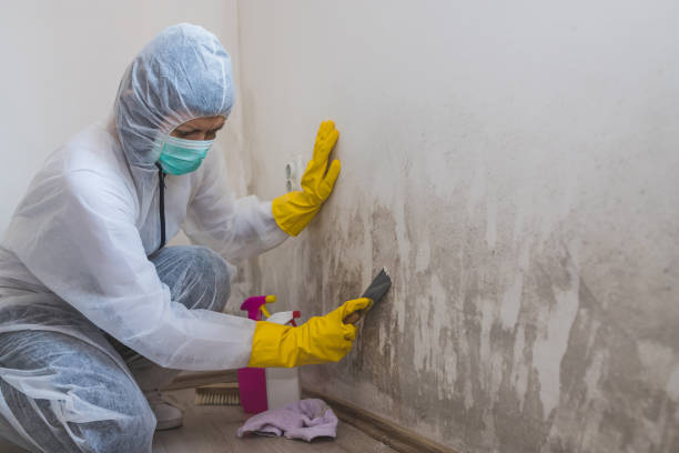 Best Attic Mold Remediation in Santa Clara, NM
