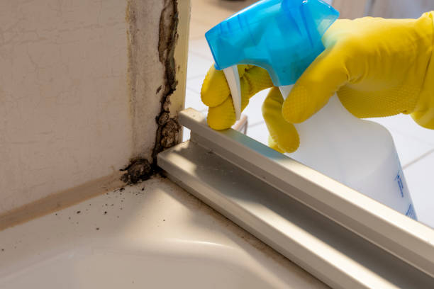 Best Basement Mold Remediation in Santa Clara, NM