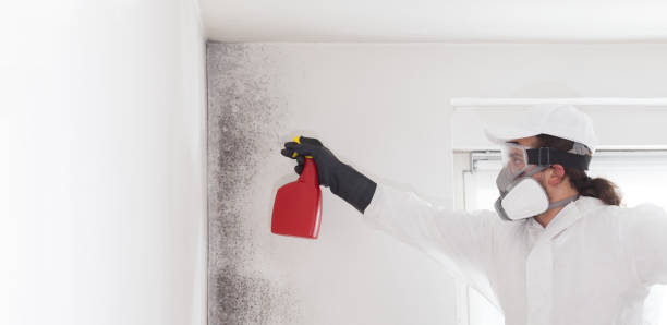 Best Mold Remediation for Specific Building Types in Santa Clara, NM