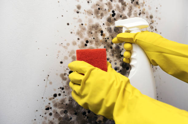 Best Post-Flood Mold Remediation in Santa Clara, NM